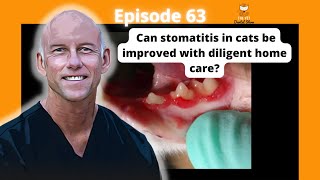 Ep 63 Can stomatitis in cats be improved with diligent home care Discussion on refractory cases [upl. by Neron]