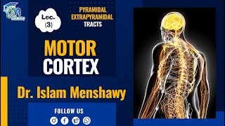 Lec 3  Motor Cortex I Pyramidal Tracts I Extrapyramidal Tracts [upl. by Lehman]