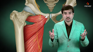 Obturator nerve Anatomy Animation  Origin Course  Innervation and Clinical application [upl. by Ramyaj311]