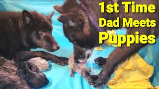 1st Time Dad Meets His Puppies  New Lycan Shepherd Litter [upl. by Fionnula]