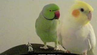 Talking Ringneck Parakeet and Cockatiel PART 1 [upl. by Worl]