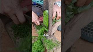 The way to dry Tobacco leaves🌱shorts viralvideo [upl. by Nath]