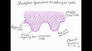 Learn to make stratified squamous keratinized epithelium [upl. by Joo922]