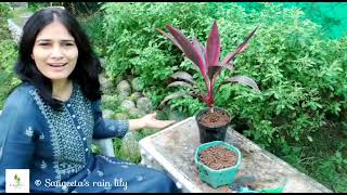 How To Grow Care and Propagate Dracaena From Cuttings  Goodluck Plant  Cordyline fruticosa [upl. by Lovich260]