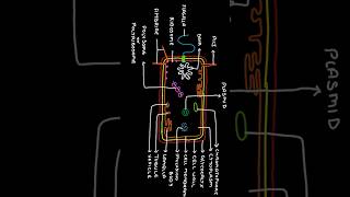 Detailed Structure of Bacterial Cell  Diagram of Prokaryotic Cell biology science bacteria [upl. by Nazar]