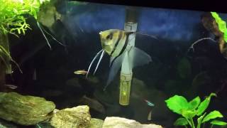 Angelfish Aggression Continues in My 29 Gallon Planted Tank Update [upl. by Trotta]