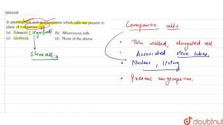 In pteridophyta and gymnosperms which cells are present in place of companion cell [upl. by Enrol]