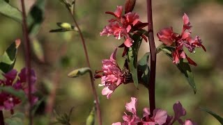 Clarkia  California Native Garden  Ep15 [upl. by Anitac784]