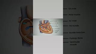 Conduction system of heart ll Quick revision of conduction system of heartheart nursingscience [upl. by Libbey232]