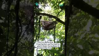 Impressive Synchronisation of Bee Hive  ViralHog [upl. by Lundquist846]