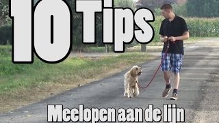 Dog School 10 tips om de hond mee te leren lopen aan de lijn [upl. by Etsirhc245]