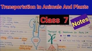 Transportation in animals and plants chapter 11 class7  Transportation in animals and plants notes [upl. by Bubb824]