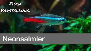 Neonsalmler  Paracheirodon innesi  Liquid Nature Fisch Vorstellung [upl. by Midge175]