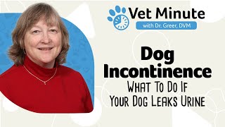 Vet Minute Dog Incontinence [upl. by Ahsiekat]