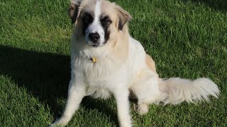 Comparing Temperaments Great Pyrenees vs Other Breeds [upl. by Acisse]