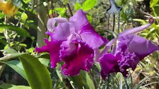 MY ORCHIDS THIS SPRING Australian Dendrobiums Cattleya Orchid Hybrids [upl. by Colp423]