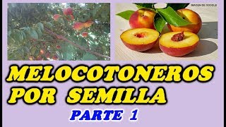 CÓMO GERMINAR MELOCOTONES  SEMBRAR Melocotoneros o Duraznos  1ª PARTE  Todo Huerta y Jardín [upl. by Fredek733]