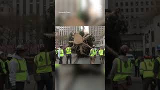 Rockefeller Center Christmas Tree arrives in New York City [upl. by Ariada646]