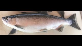 Best Jigging Technique For Kokanee Salmon at Flaming Gorge 2020 [upl. by Sherfield716]