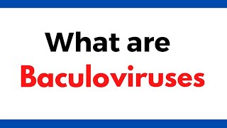 What are baculoviruses  Baculovirus vectors  Insect viruses [upl. by Loziram180]