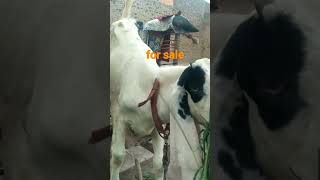 2025 ki qurbani k lyefor sale Brider bache  bakra lover mzaheer4333 [upl. by Itaws337]