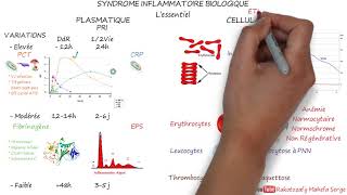 SYNDROME INFLAMMATOIRE BIOLOGIQUE  lessentiel [upl. by Otsedom]