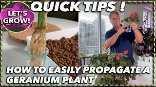 How to propagate a geranium plant [upl. by Rickart]