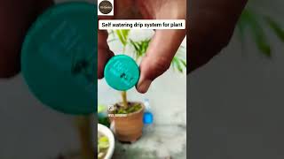 Self watering system for plant at home DIY shorts youtubeshorts [upl. by Ikkin]