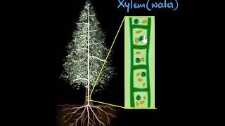 Xylem amp transpiration  Life processes  Biology  Khan Academy [upl. by Oralla]