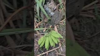 Farm house in BangladeshBd Farming বাংলা‌দে‌শের খামার বা‌ড়ি। মিশ্র ফ‌লের বাগানকৃষিকালচার খামার [upl. by Seraphine143]