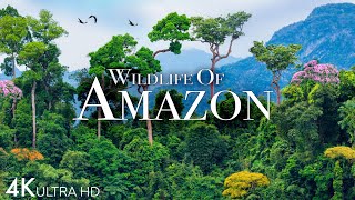 Amazon Wildlife 4K  Part 2  Animals That Call The Jungle Home  Amazon Rainforest Relaxation Film [upl. by Idou]