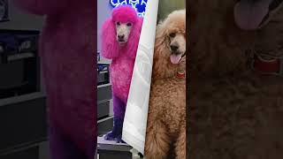 Poodle 🐩 dog puppies 😍☺️shorts poodle dogs animals dogdog pets dogtype [upl. by Aisya]