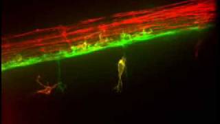 Timelapse Video of Gial Cell Movement [upl. by Ytinav]