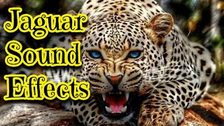 Jaguar Sound Effects [upl. by Eityak683]