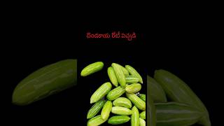 Dondakaya Rotti Pachadi trending music food viralshort telugutraditions [upl. by Edrahc]