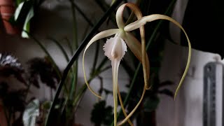 Brassavola cucullata bloomed over night [upl. by Howlyn]