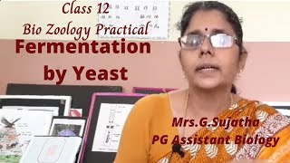 Fermentation by Yeast Class 12 Bio Zoology Practical [upl. by Lorianna428]