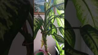 Dieffenbachia amoena Dumb cane plant growing weirdly [upl. by Quartana571]