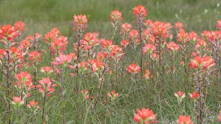 Texas Paintbrush flowers sway in the wind [upl. by Notgnimer]