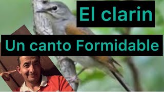 El Clarin  un ave con un canto formidable  Alimentación y tips Conoces este pájaro cantor [upl. by Attah]