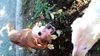 What a quotdebarkedquot dog sounds like starring Molly [upl. by Merideth]