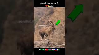 markhor Pakistan DG ISI [upl. by Lolly691]