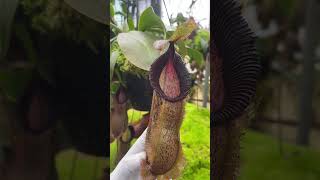 Auction Item Short BE3793  N spathulata x hamata nepenthes [upl. by Aramas]