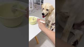 My hungry dog want food [upl. by Colman]