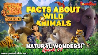 NATURAL WONDERS 23  FACTS ABOUT WILD ANIMAL  Jungle Book Safari  Planet Animal  Animal Kingdom [upl. by Nnyloj]