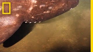 Rarely Seen Shark Filmed Near Underwater Volcano  National Geographic [upl. by Er]