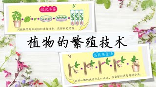 三年级 KSSR Semakan 科学 单元五 植物 【植物的繁殖技术】 组织培养 amp 高枝压条法 [upl. by Philippa]