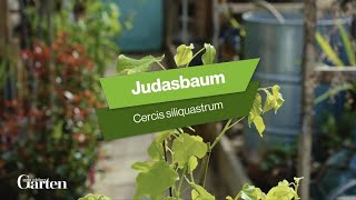 Judasbaum Tipps zur Pflanzung und Pflege [upl. by Bobbi642]