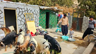 Nomadic documentary Saifullahs return home this time with a sheep for Arad [upl. by Edea133]