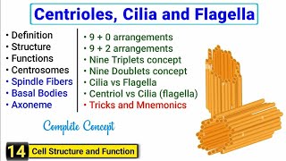 Centriole Centrosome Cilia and Flagella  Complete concept  J Biology [upl. by Nenerb198]